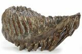 Fossil Woolly Mammoth Lower M Molar - Siberia #238762-1